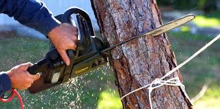  Gonzales, TX Tree Care Services Pros