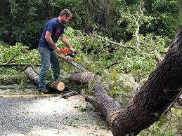 Best Seasonal Cleanup (Spring/Fall)  in Gonzales, TX