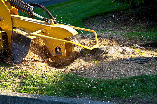 Best Stump Grinding and Removal  in Gonzales, TX