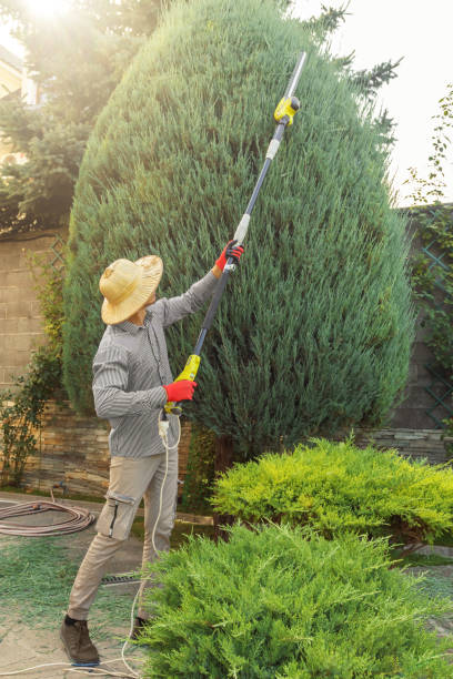 Best Hedge Trimming  in Gonzales, TX